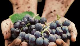 Уход за виноградом осенью – залог хорошего урожая!