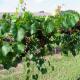 Чем подкормить виноград для роста и хорошего урожая подкормки весной, летом и осенью в зиму
